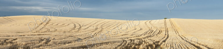 A ripe wheat crop in a field, stubble and tracks of machinery, and standing wheat crop…