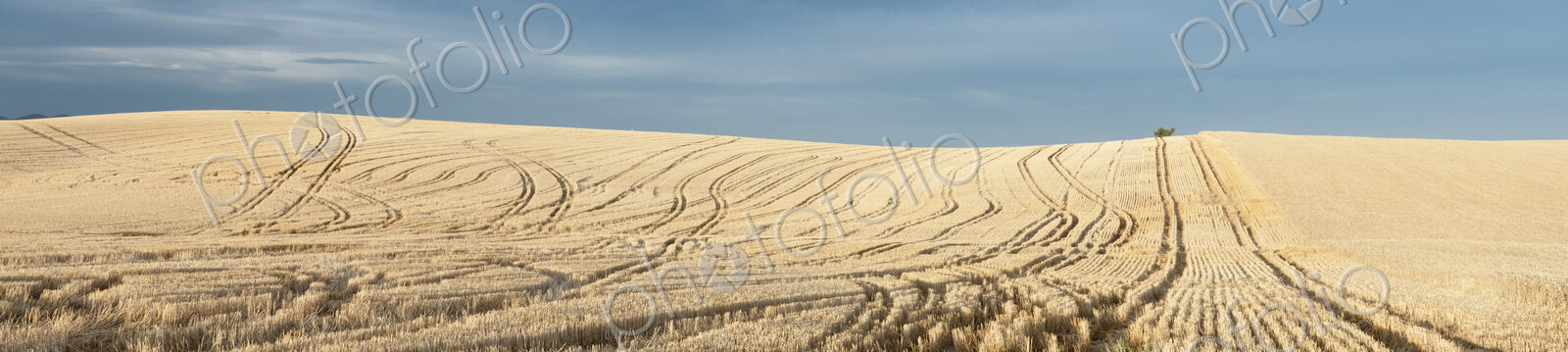 A ripe wheat crop in a field, stubble and tracks of machinery, and standing wheat crop…