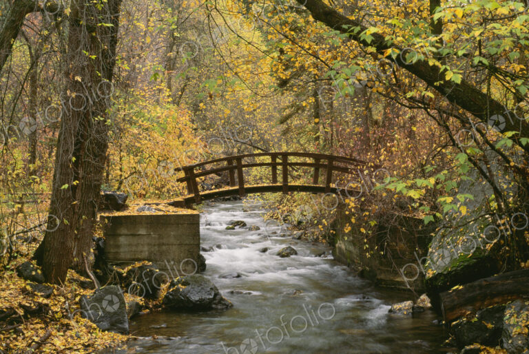 A river running through American Fork Canyon. Small wooden bridge. Autumn foliage, and…