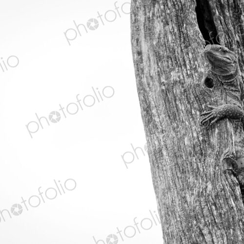 A rock monitor lizard, Varanus albigularis, emerging from a split in a dead tree trunk A rock monitor lizard, Varanus albigularis, emerging from a split in a dead tree trunk