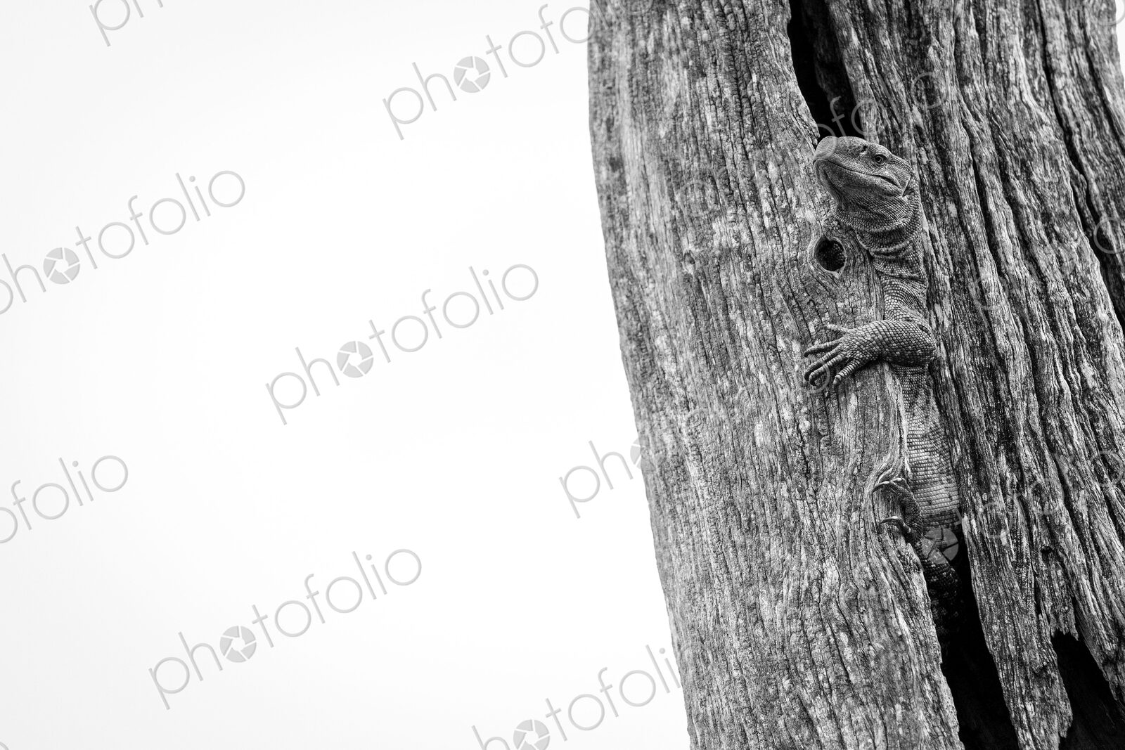 A rock monitor lizard, Varanus albigularis, emerging from a split in a dead tree trunk