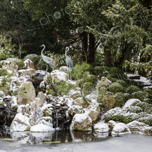 A rockery above a water pool with ice sheets on the water surface and yew trees above.