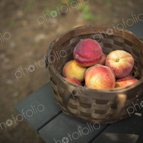 A round basket of fresh peaches, fruits. A round basket of fresh peaches, fruits.
