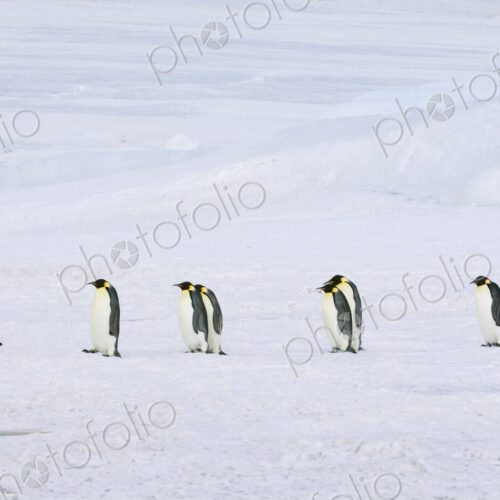 A row of Emperor penguins walking across the ice and snow, in single file. One lying… A row of Emperor penguins walking across the ice and snow, in single file. One lying…