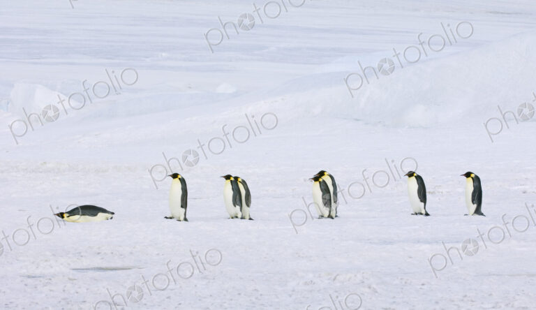 A row of Emperor penguins walking across the ice and snow, in single file. One lying…