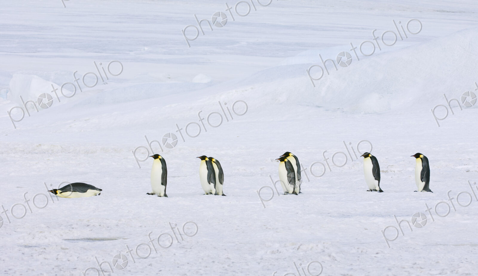 A row of Emperor penguins walking across the ice and snow, in single file. One lying…