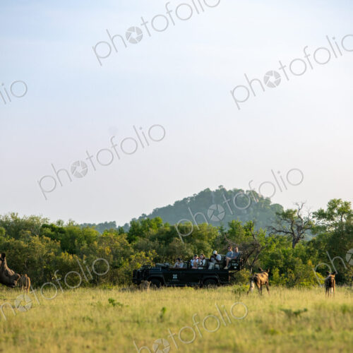 A safari vehicle viewing rhino, Ceratotherium simum, wild dogs, Lycaon pictus, and…