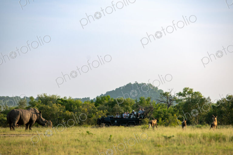 A safari vehicle viewing rhino, Ceratotherium simum, wild dogs, Lycaon pictus, and…