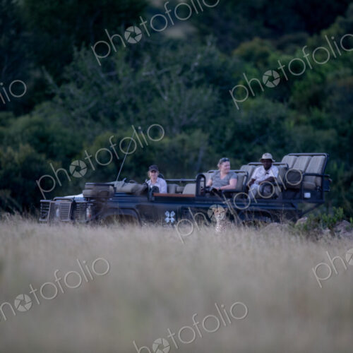A safari vehicle watching a cheetah, Acinonyx jubatus, in long grass. A safari vehicle watching a cheetah, Acinonyx jubatus, in long grass.