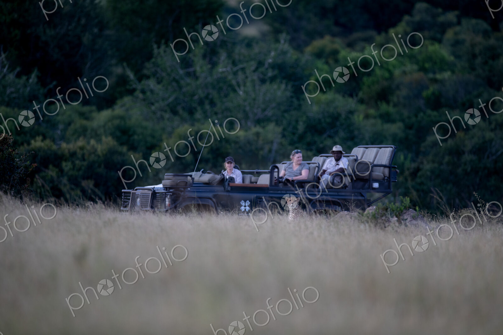 A safari vehicle watching a cheetah, Acinonyx jubatus, in long grass.