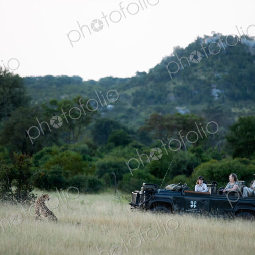 A safari vehicle watching a cheetah, Acinonyx jubatus, in long grass. A safari vehicle watching a cheetah, Acinonyx jubatus, in long grass.