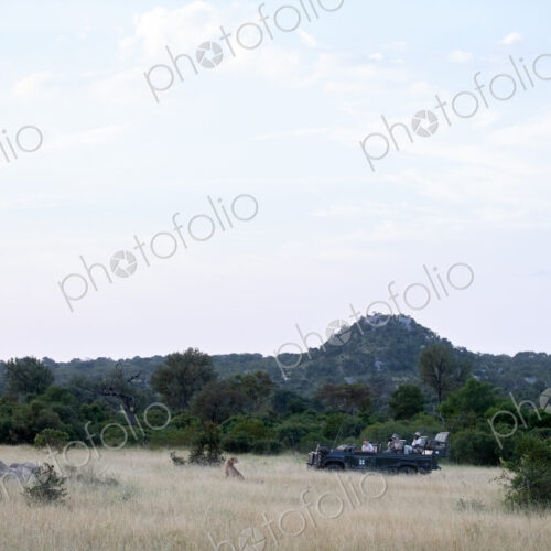 A safari vehicle watching a cheetah, Acinonyx jubatus, in long grass. A safari vehicle watching a cheetah, Acinonyx jubatus, in long grass.