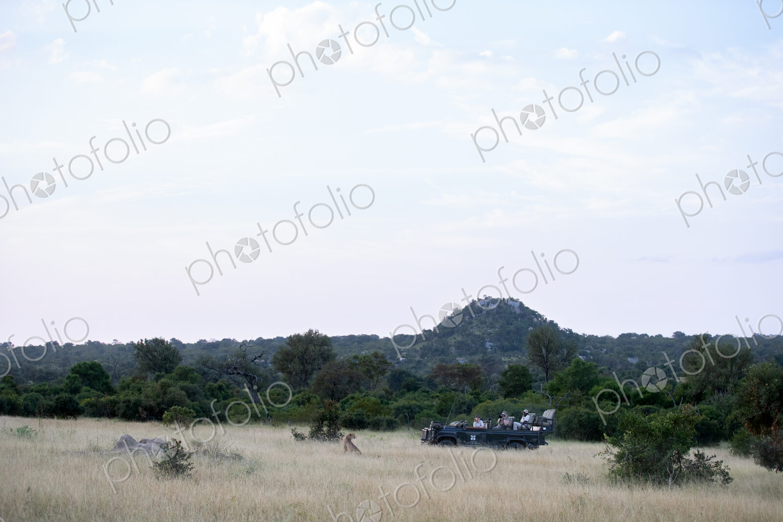 A safari vehicle watching a cheetah, Acinonyx jubatus, in long grass.