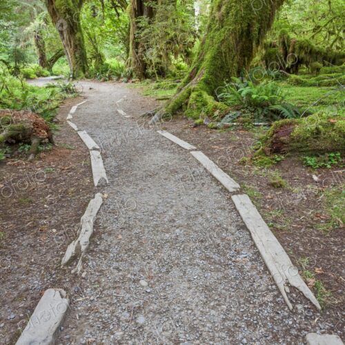 A scenic trail winds through the Hall of Mosses in Olympic National Park, surrounded… A scenic trail winds through the Hall of Mosses in Olympic National Park, surrounded…