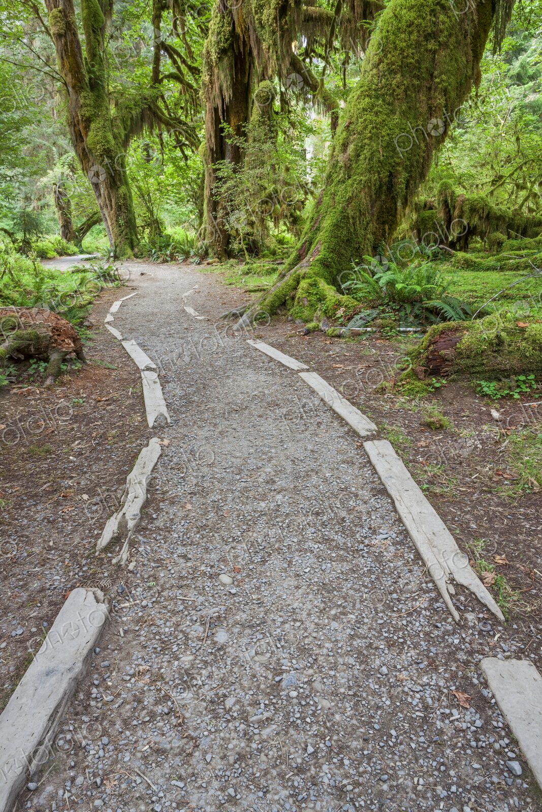A scenic trail winds through the Hall of Mosses in Olympic National Park, surrounded…