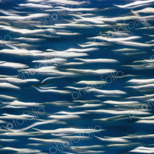 A school of Pacific Sardines fish, in a shoal, moving in the same direction at the… A school of Pacific Sardines fish, in a shoal, moving in the same direction at the…