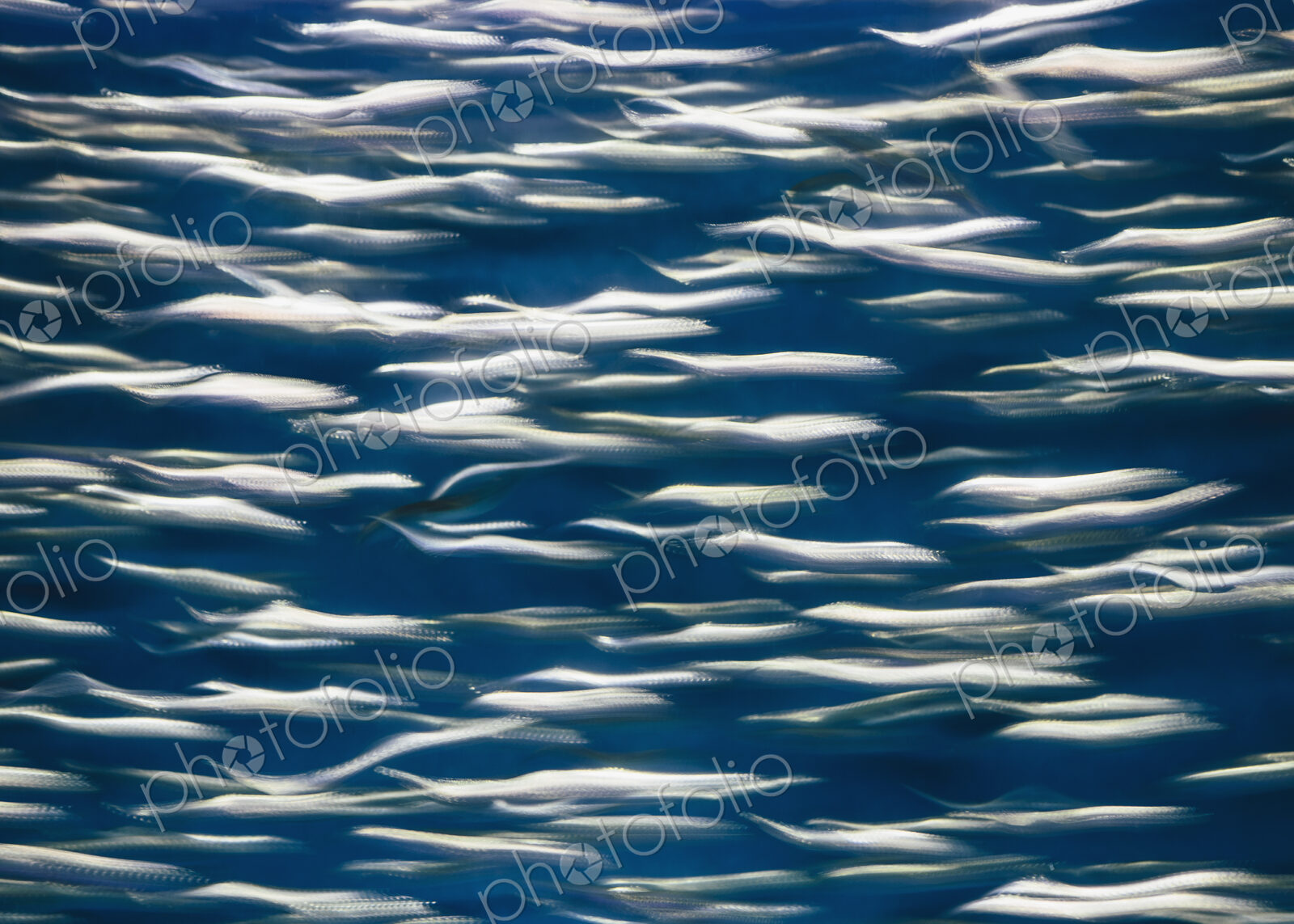 A school of Pacific Sardines fish, in a shoal, moving in the same direction at the…
