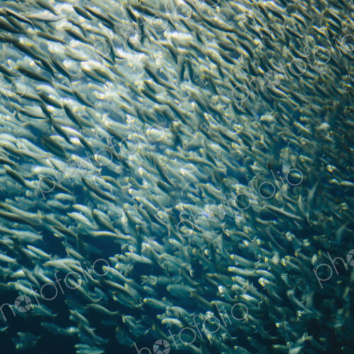 A school of Pacific Sardines fish, in a shoal, moving in the same direction at the… A school of Pacific Sardines fish, in a shoal, moving in the same direction at the…