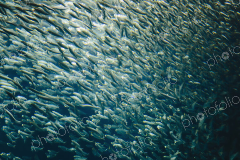 A school of Pacific Sardines fish, in a shoal, moving in the same direction at the…