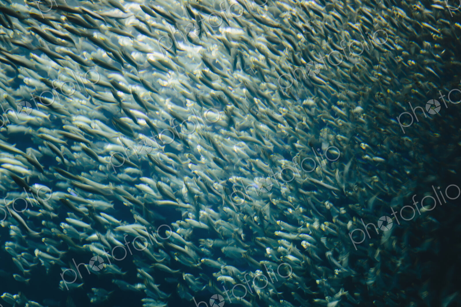 A school of Pacific Sardines fish, in a shoal, moving in the same direction at the…