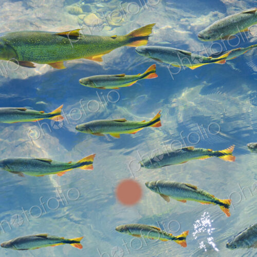 A school of fish in the clear waters of a river in the Pantanal in Brazil. A school of fish in the clear waters of a river in the Pantanal in Brazil.