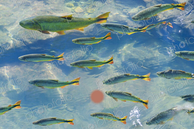 A school of fish in the clear waters of a river in the Pantanal in Brazil.