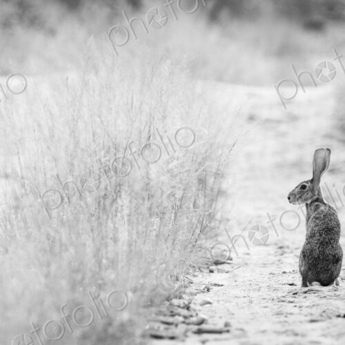 A scrub hare, Lepus saxatilis, stands in the tracks of a road