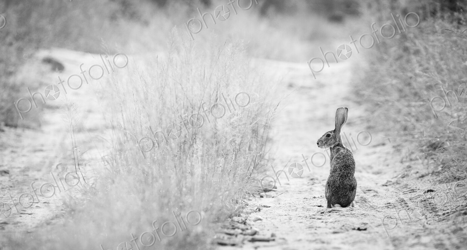 A scrub hare, Lepus saxatilis, stands in the tracks of a road