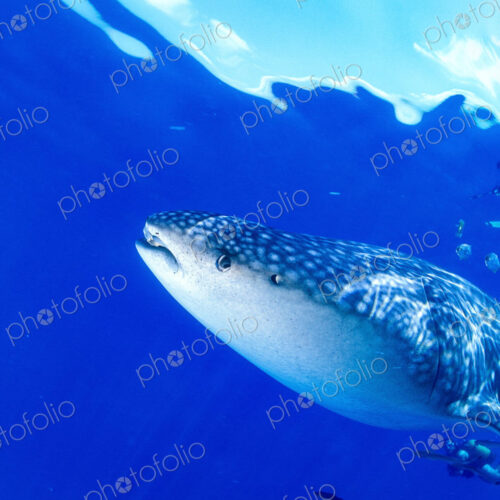 A scuba diver and juvenile whale shark, Rhincodon typus underwater