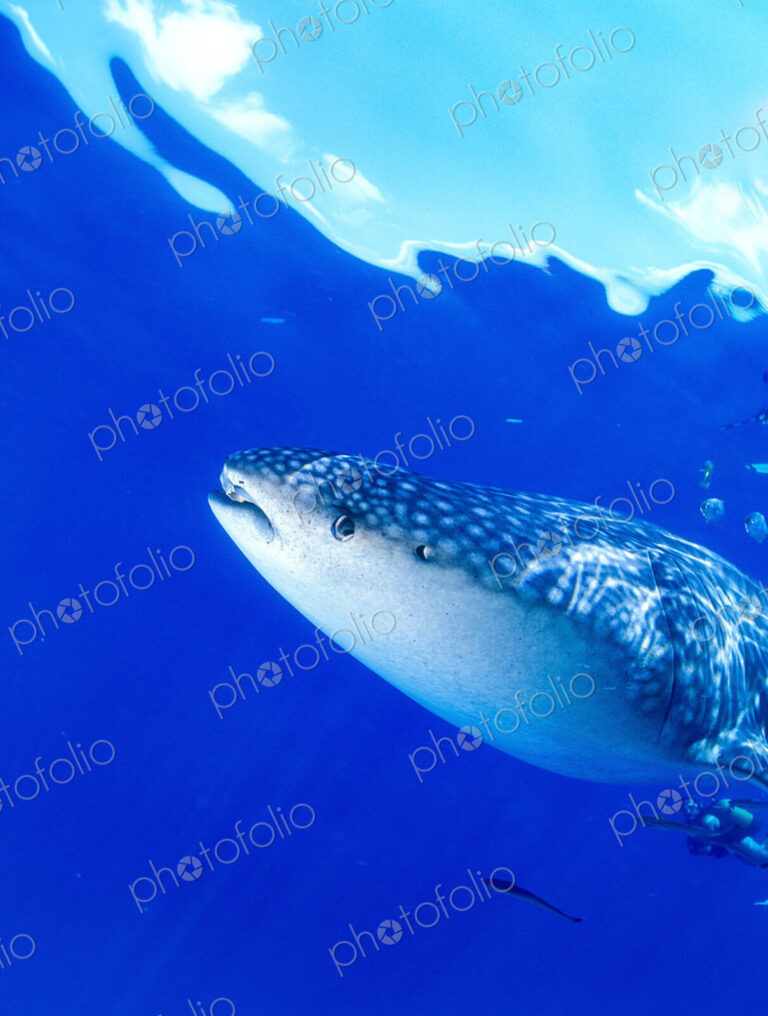 A scuba diver and juvenile whale shark, Rhincodon typus underwater