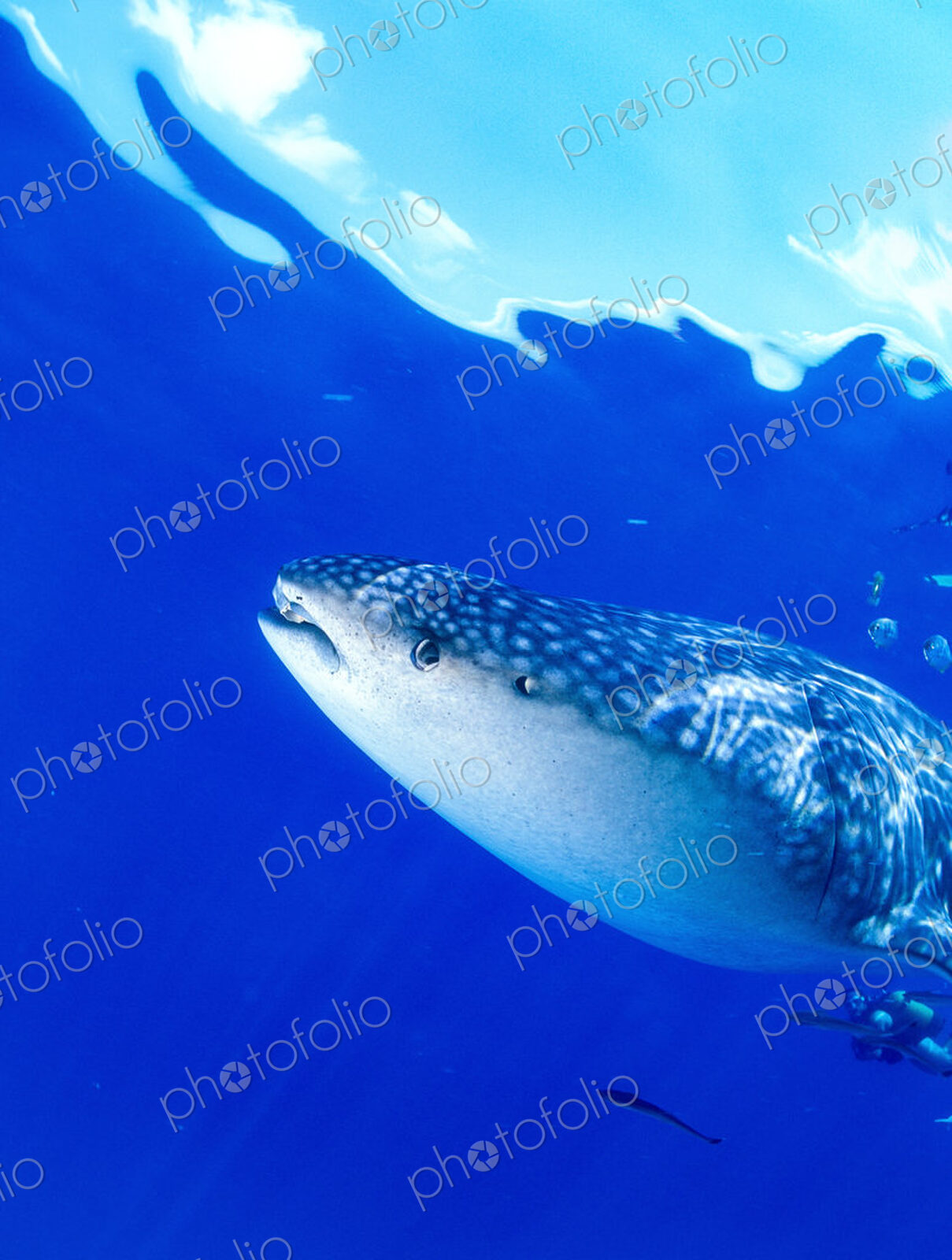 A scuba diver and juvenile whale shark, Rhincodon typus underwater