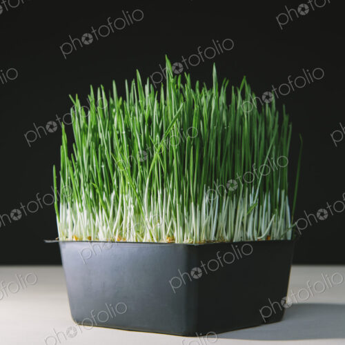 A shallow tray of organic wheatgrass in a growing medium. Green and white stems.