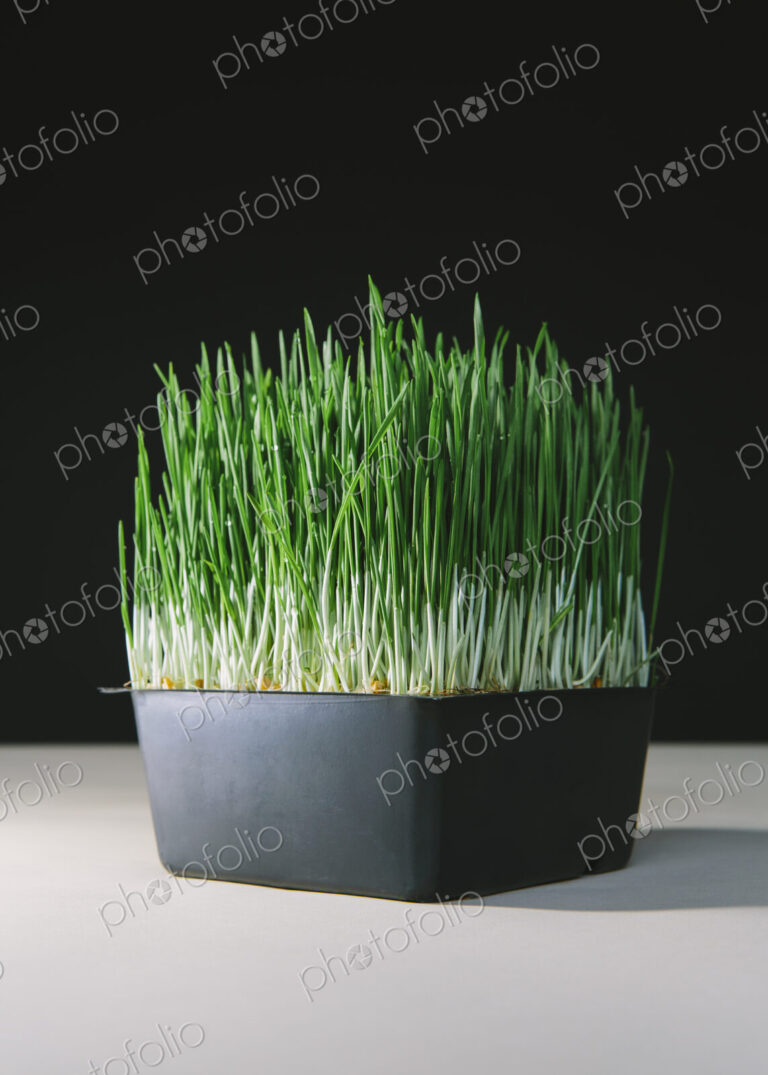 A shallow tray of organic wheatgrass in a growing medium. Green and white stems.