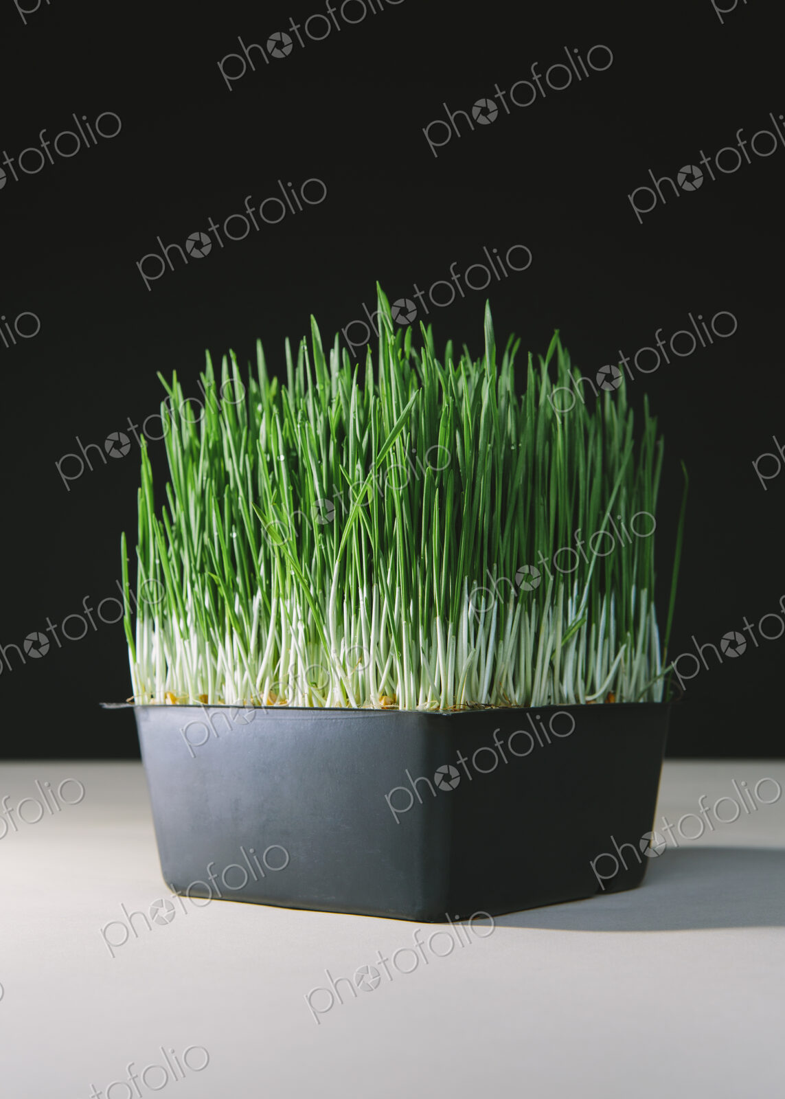 A shallow tray of organic wheatgrass in a growing medium. Green and white stems.