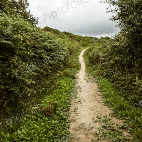 A sheltered footpath through the countryside, with hedgerows and bracken.