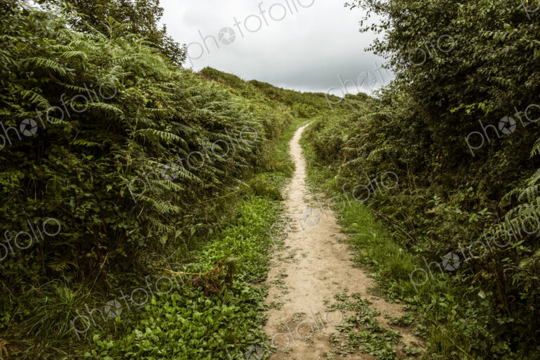A sheltered footpath through the countryside, with hedgerows and bracken.
