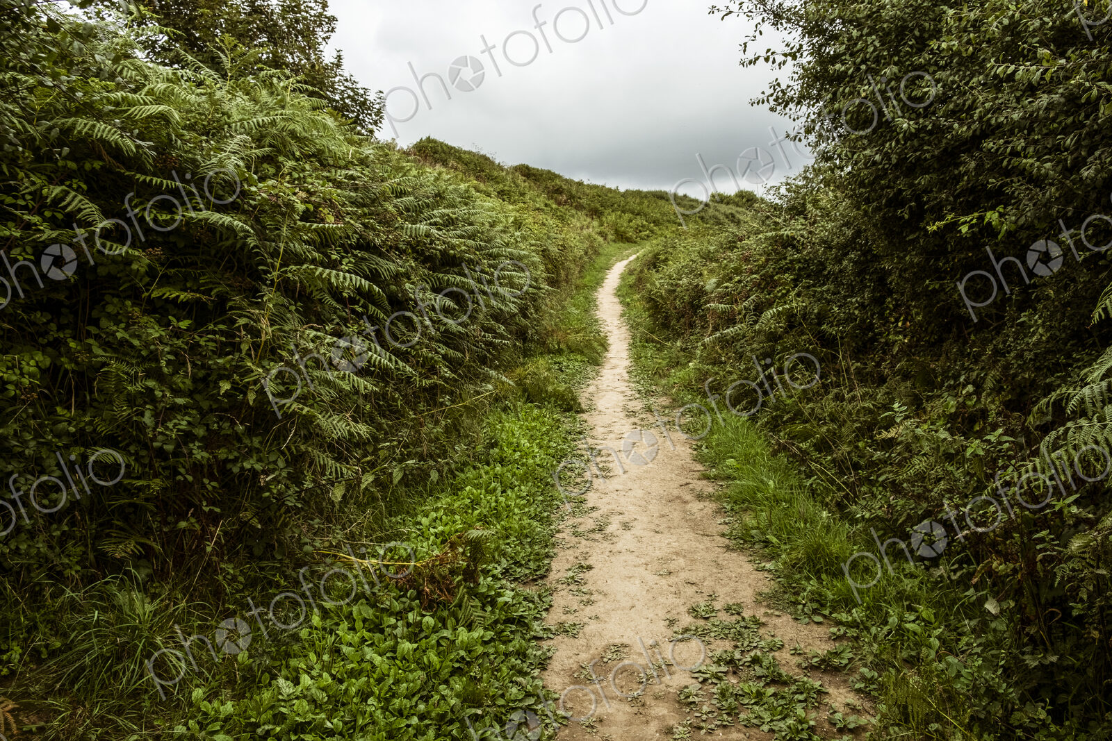 A sheltered footpath through the countryside, with hedgerows and bracken.