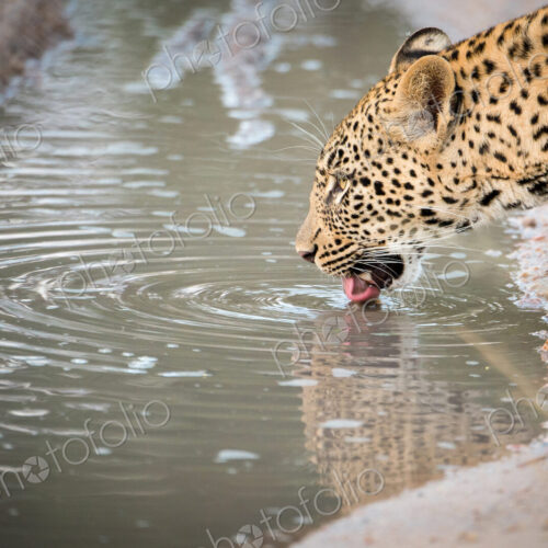 A side-profile head shot of a female leopard, Panthera pardus, lapping up water with… A side-profile head shot of a female leopard, Panthera pardus, lapping up water with…