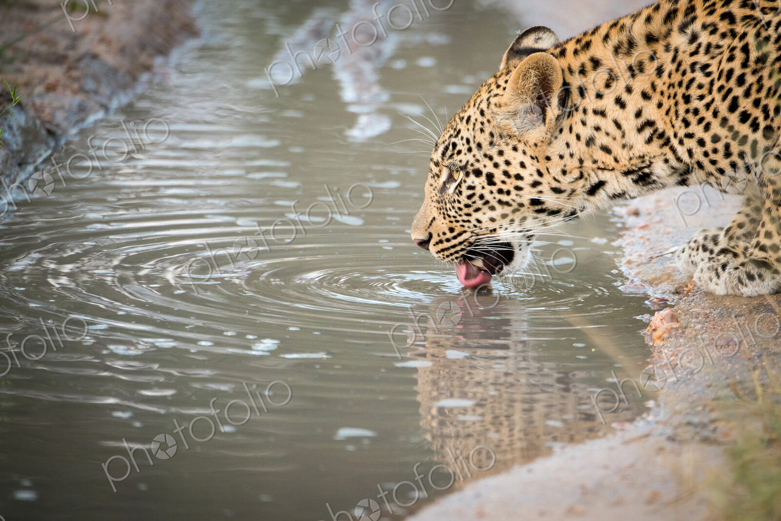 A side-profile head shot of a female leopard, Panthera pardus, lapping up water with…