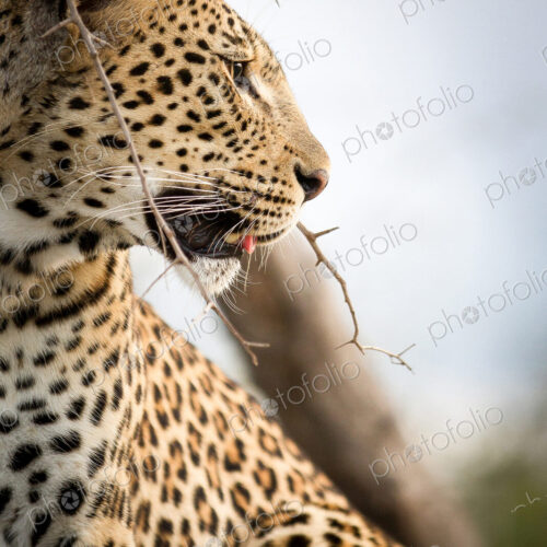 A side profile of a leopard's head, Panthera pardus, looking away, mouth open, thorny… A side profile of a leopard's head, Panthera pardus, looking away, mouth open, thorny…