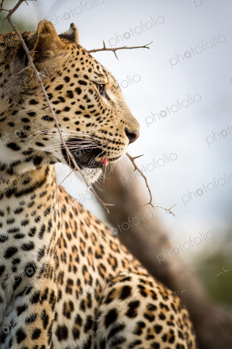 A side profile of a leopard's head, Panthera pardus, looking away, mouth open, thorny…