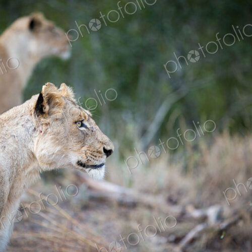 A side profile of a lioness sitting, Panthera leo, ears up, looking away, lion in…