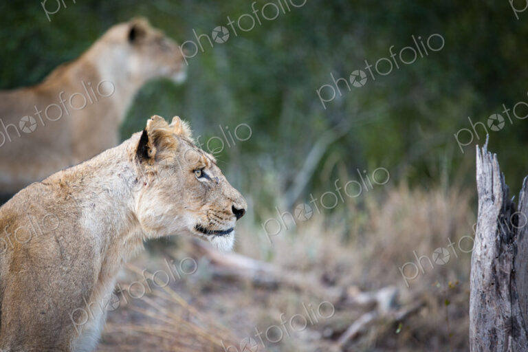 A side profile of a lioness sitting, Panthera leo, ears up, looking away, lion in…