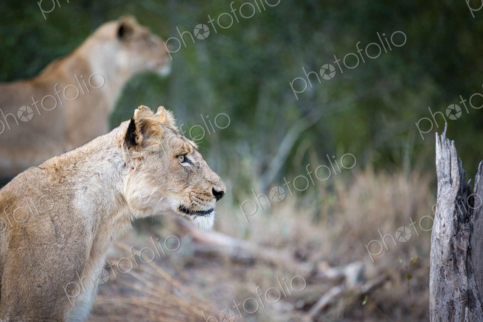 A side profile of a lioness sitting, Panthera leo, ears up, looking away, lion in…