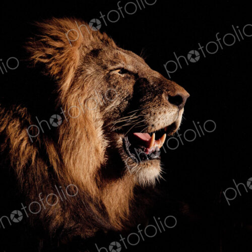 A side profile of a male lion's head, Panthera leo, open mouth, lit up by spotlight,…