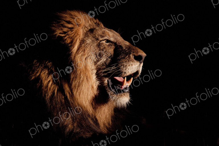 A side profile of a male lion's head, Panthera leo, open mouth, lit up by spotlight,…