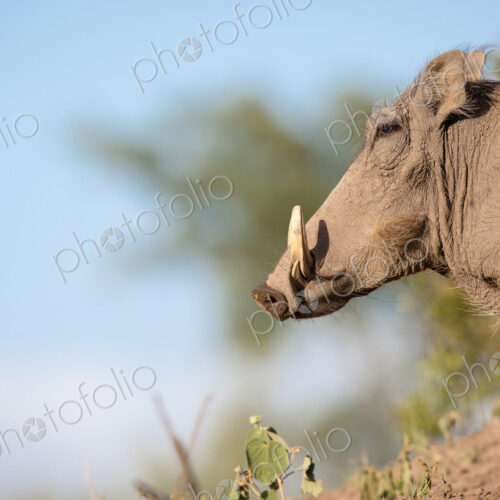 A side profile of a warthog, Phacochoerus africanus, standing on soil, white tusks,… A side profile of a warthog, Phacochoerus africanus, standing on soil, white tusks,…