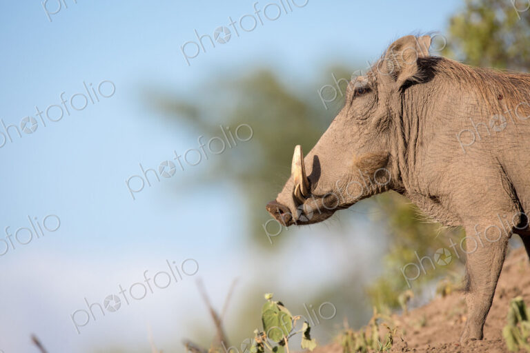 A side profile of a warthog, Phacochoerus africanus, standing on soil, white tusks,…
