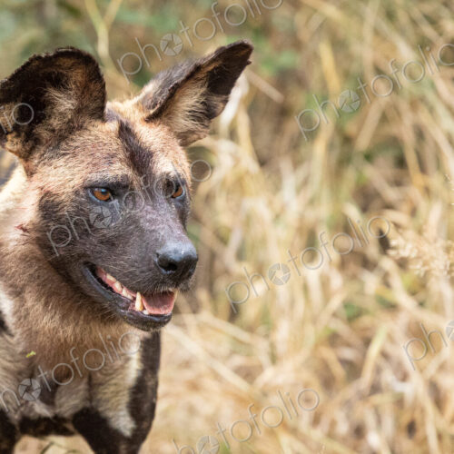 A side profile of a wild dog, Lycaon pictus.