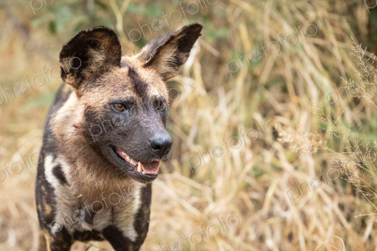 A side profile of a wild dog, Lycaon pictus.